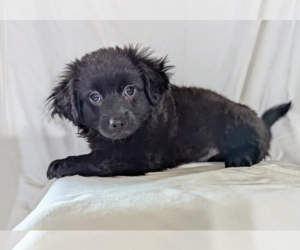 Chiweenie Dogs for adoption in Fresno, CA, USA
