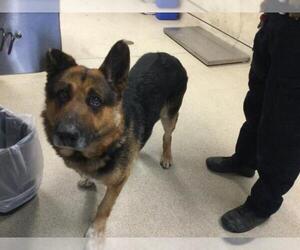 German Shepherd Dog Dogs for adoption in Riverside, CA, USA