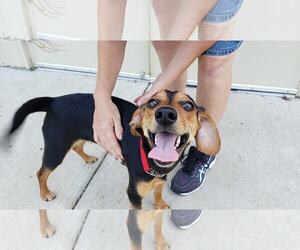 Meagle Dogs for adoption in Cincinnati, OH, USA