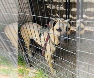 Mastiff Dogs for adoption in Santa Barbara, CA, USA