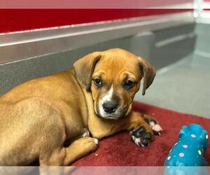 Boxer-Unknown Mix Dogs for adoption in Visalia, CA, USA