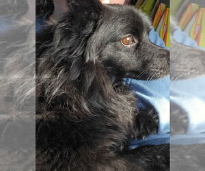 Pomeranian-Retriever  Mix Dogs for adoption in Foristell, MO, USA