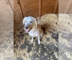 Labsky Dogs for adoption in New London, WI, USA
