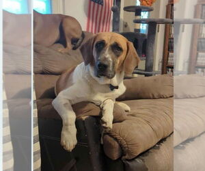 Basset Hound-Unknown Mix Dogs for adoption in Brookville, OH, USA