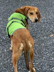 Redbone Coonhound Dogs for adoption in Augusta, WV, USA