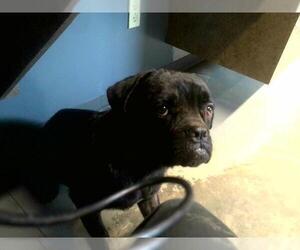 Mutt Dogs for adoption in Tallahassee, FL, USA