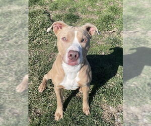 American Pit Bull Terrier Dogs for adoption in Lee's Summit, MO, USA