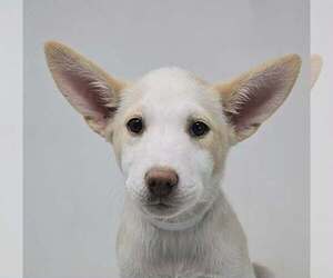 Basenji-Labrador Retriever Mix Dogs for adoption in Brewster, NY, USA