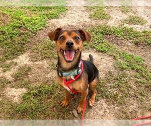 Mutt Dogs for adoption in Orange, CA, USA
