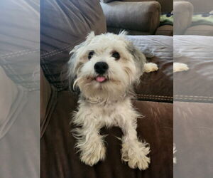 Maltese-Unknown Mix Dogs for adoption in McKinney, TX, USA
