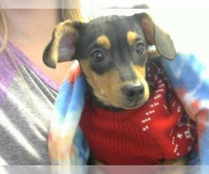 Doxie-Pin Dogs for adoption in Fort Wayne, IN, USA