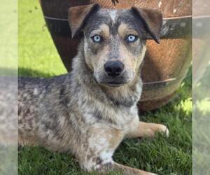 Mutt Dogs for adoption in Camarillo, CA, USA