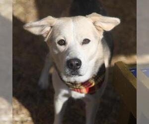 German Shepherd Dog-Unknown Mix Dogs for adoption in San Antonio, TX, USA