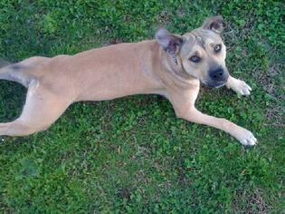 American Staffordshire Terrier-Boxer Mix Dogs for adoption in Grapevine, TX, USA