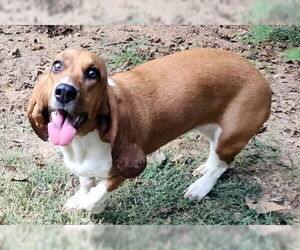 Basset Hound Dogs for adoption in Deepwater, NJ, USA