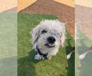 Lhasa-Poo Dogs for adoption in  Ramona, CA, USA
