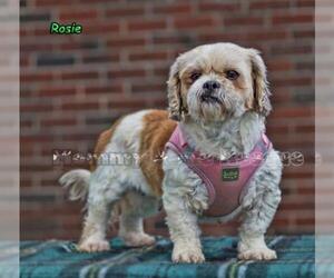 Shih Tzu Dogs for adoption in Mt Carmel, PA, USA