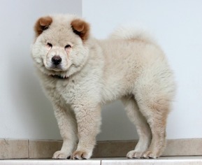 Chow Chow Dogs for adoption in Eden Prairie, MN, USA