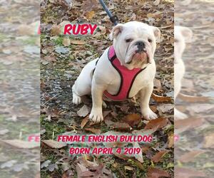 Bulldog Dogs for adoption in Huddleston, VA, USA