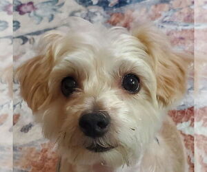 Mutt Dogs for adoption in Allentown,, PA, USA