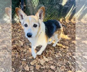 Pembroke Welsh Corgi Dogs for adoption in Santa Barbara, CA, USA
