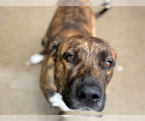 American Pit Bull Terrier-Labrador Retriever Mix Dogs for adoption in Tulsa, OK, USA