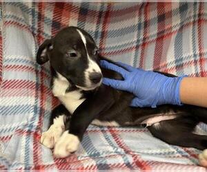 American Pit Bull Terrier-Labrador Retriever Mix Dogs for adoption in HESPERIA, CA, USA