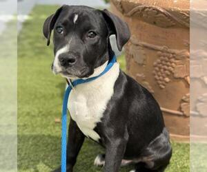 Labrador Retriever-Unknown Mix Dogs for adoption in San Diego, CA, USA