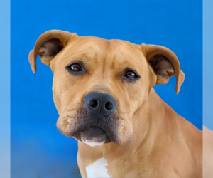 Mutt Dogs for adoption in Pasadena, CA, USA