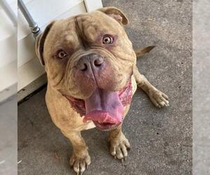 Dogue de Bordeaux Dogs for adoption in Minneapolis, MN, USA