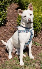 Shepradors Dogs for adoption in Alpharetta, GA, USA