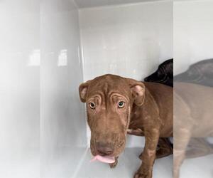 Labrador Retriever Dogs for adoption in Houston, TX, USA