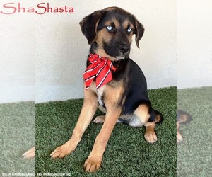 Huskies -Rottweiler Mix Dogs for adoption in San Diego, CA, USA