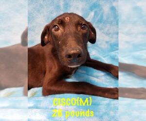 Shepradors Dogs for adoption in pomfret, CT, USA