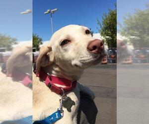 Labrador Retriever-Retriever  Mix Dogs for adoption in San Diego, CA, USA