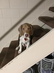 Beagle Dogs for adoption in Indianapolis, IN, USA