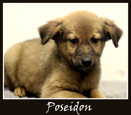 Mutt Dogs for adoption in Sullivan, IN, USA