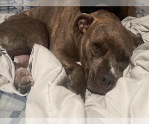 Mutt Dogs for adoption in Las Vegas, NV, USA