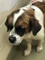 Saint Bernard Dogs for adoption in Akron, OH, USA