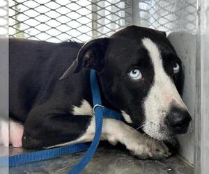 American Pit Bull Terrier Dogs for adoption in Bakersfield, CA, USA