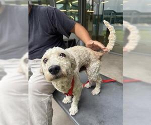 Poodle (Miniature) Dogs for adoption in San Martin, CA, USA