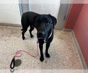 Labrador Retriever Dogs for adoption in Pueblo, CO, USA