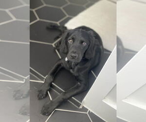 Spanador Dogs for adoption in Fort Worth, TX, USA