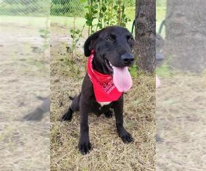 Mutt Dogs for adoption in Arlington, VA, USA