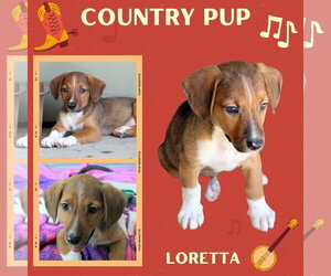 Mutt Dogs for adoption in Lindsay, CA, USA