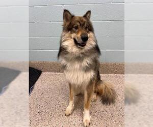 Alaskan Malamute-German Shepherd Dog Mix Dogs for adoption in Brighton, CO, USA