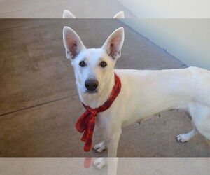 Mutt Dogs for adoption in McKinney, TX, USA