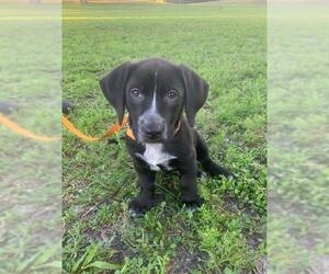 Collie-Unknown Mix Dogs for adoption in Fort Lauderdale, FL, USA