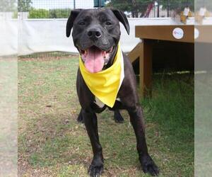 American Staffordshire Terrier-Unknown Mix Dogs for adoption in San Antonio, TX, USA