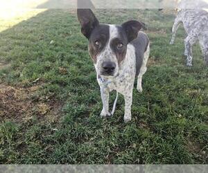 American Pit Bull Terrier Dogs for adoption in Bakersfield, CA, USA